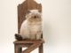Il Gatto Himalayano 585 0 060 Gatto Himalayano